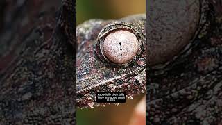 Leaf Tailed Gecko  Master Of Camouflage shortvideo shorts [upl. by Cilka]