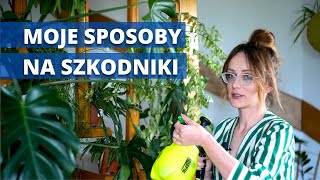 SZKODNIKI zwalczanie krok po kroku Sprawdzone skuteczne sposoby na szkodniki roślin domowych [upl. by Aubyn330]