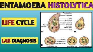 Entamoeba Histolytica Life cycle Lab diagnosis [upl. by Holmen]