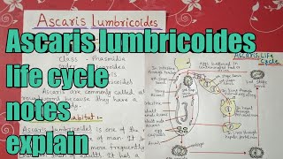 Ascaris lumbricoides full life cycle notes explain in hindi [upl. by Magocsi]