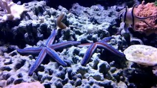 Starfish for the Reef Aquarium [upl. by Herrod]