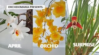 Orchidomania Presents April Orchid Surprise [upl. by Dreda182]