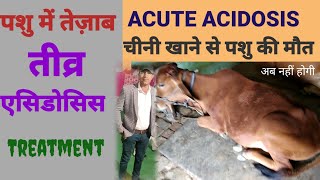 Acute Acidosis in cowsugar Acidosis  गाय मे तेज़ाबRumen fermentation in ruminant [upl. by Adaven]