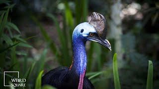 Cassowary Sound Human Bird Attacks Roar Fight Running Call Kick Vs Ostrich Chick Meat Lion [upl. by Annoirb]