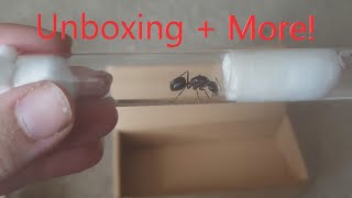 10 Subscriber special unboxing Ant room tour and a surprise [upl. by Yelrah]