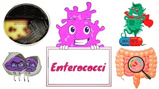 Enterococci  Enterococcus faecalis and E faecium English  Medical Microbiology [upl. by Fanya]