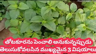 తోటకూరను పెంచడం ఎలా How to grow Amaranthus at home in Telugu  grow leafy vegetables easily at home [upl. by Tehr]