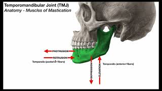 Temporomandibular Joint 😲 Mastication Muscles [upl. by Fernas]