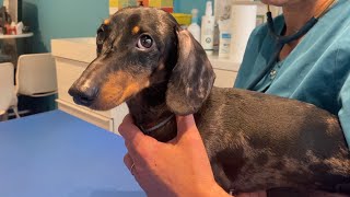 MINI DACHSHUND GOES TO THE VET [upl. by Garold784]