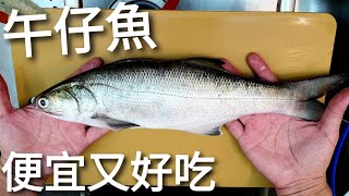 【台灣養殖生魚片】午仔魚熟成2日做三吃，去崁仔頂魚市買午仔。 [upl. by Ainotal]