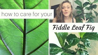 HOW TO Fiddle Leaf Fig Care  TROUBLESHOOTING COMMON PROBLEMS [upl. by Nomor775]