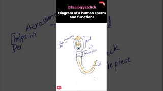 Diagram of human sperm easy [upl. by Mohkos]