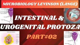 Intestinal amp Urogenital protozoamicrobiology Part02 microbiology micro parasite mbbs [upl. by Anelak423]