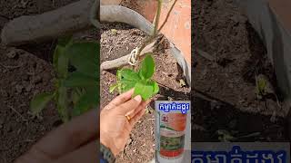 បេះដង្កូវក្រូចឆ្មារ farming limetree ក្រូចឆ្មារអត់គ្រាប់ [upl. by Ringo462]