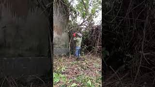 Cutting down tree clean up free cleanup cuttingdowntrees cuttingdowntrees [upl. by Ydissak]