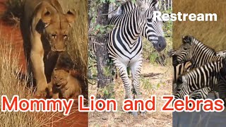 Mommy Lion and Zebras🥰 [upl. by Jemine905]