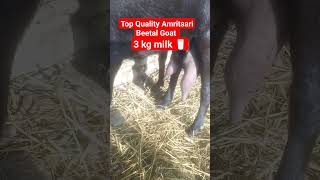 Top Quality Amritsari Beetal Goat 3kg milk 🥛 At Goat Land Farm India Up Azamgarh 7880627038 [upl. by Ahsoek948]