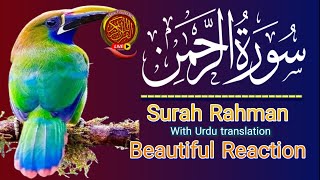 Surah Rahman With Urdu Translation  Beautiful Recitation  سورہ رحمٰن55  Sheikh Mishary Al Afasy [upl. by Ztnarf]