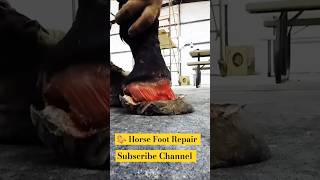 Horse 🐎 Foot Repair Break Nailcuteanimal animals horse shorts shortsfeed shortvideo [upl. by Drud]