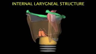 Larynx Animation [upl. by Llenyaj]