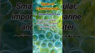 Types of Cyanobacteria  Cyanobacteria Types cyanobacteria [upl. by Wright]