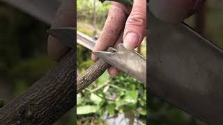 Best grafting technique grafting satisfying [upl. by Terrag]