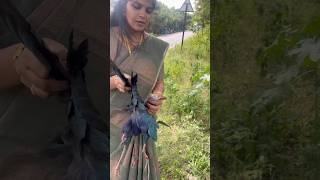 Bird Rescue Failure🦆 நீலத் தாழைக்கோழி  Purple Swamphen roadkill villagelife nature kids story [upl. by Ediva]