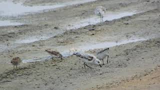 Sanderling Least sandpiper and Western sandpiper South Padre TX April 17 2015 [upl. by Skutchan]