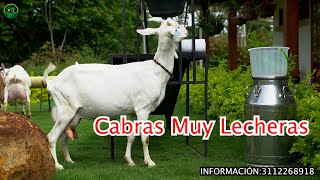 LAS CABRAS MÁS LECHERAS en Cabrío de Colombia [upl. by Nyra]