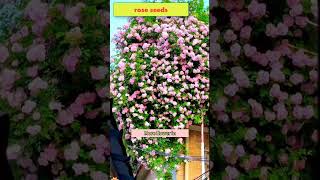 French climbing rose seeds  Easy to grow and deep fragrance [upl. by Charie]