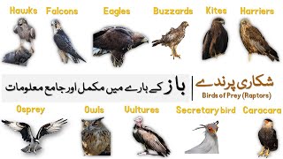 Information about Eagles Hawks Falcons Buzzards Harriers Kites Osprey  Birds of Prey Baaz [upl. by Jammal]