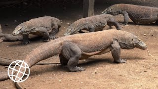 Komodo National Park Indonesia Amazing Places 4K [upl. by Bates]