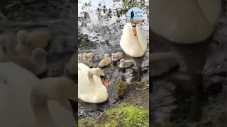 Adorable 6 Cygnets Follow Parent Swans off the Pond Baby Birds bibbobbib swan birds [upl. by Anegue]