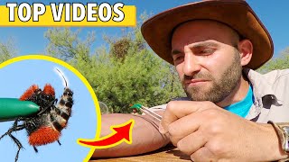 STUNG by a VELVET ANT amp WARRIOR WASP All Coyote Petersons Worst Stings [upl. by Rene]