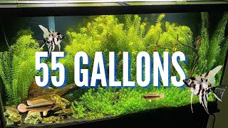 The Best Cichlid Stocking Options for 55 Gallon Aquariums [upl. by Alvina843]