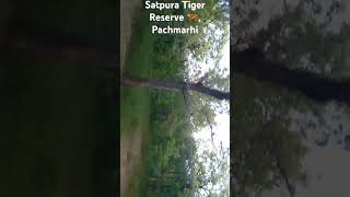 Rajendra Giri  Satpura Tiger Reserve  Pachmarhi Forest  Jungle  Tourist place [upl. by Cromwell]