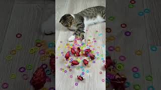 Cat barsik reverse video ASMR cat billi catvideos billiyan [upl. by Acnaiv3]