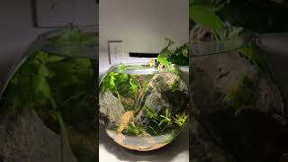 Easy low tech bowl aquarium explore aquascape fishaquarium fishtank fish subscribe viralvideo [upl. by Spratt]