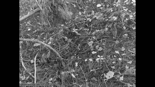 Whites Thrush Stomps around the Forest Floor to Catch Bugs Hiding under Leaf Litter [upl. by Roscoe]