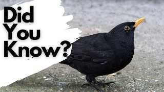 Things you need to know about BLACKBIRDS [upl. by Pine902]