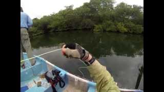 Jeffrey and John fly fishing the mangroves off of Isla Colón Bocas del Toro Panama [upl. by Suiratnauq]