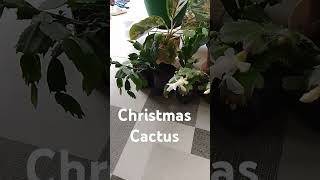 Christmas Cactus homegardening cactus christmascactus succulent [upl. by Carole]