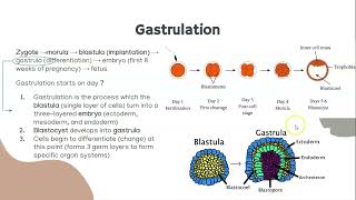 Gastrulation Notes [upl. by Ardnoid632]