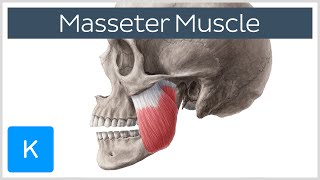 Masseter Muscle Origin Insertion Innervation amp Function  Anatomy  Kenhub [upl. by Zia700]