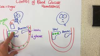 INSULIN HOMEOSTASIS  The Endocrine System [upl. by Alokin343]