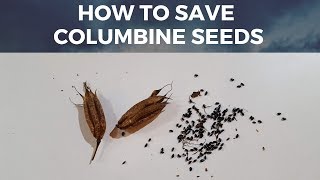 Save Columbine  Aquilegia Seeds How to harvest seeds from Columbine Flower [upl. by Omer]