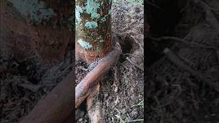 girdling root on red maple [upl. by Searle]