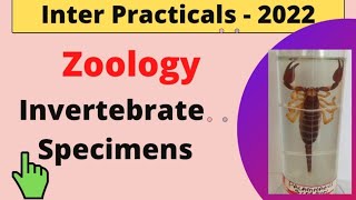 Zoology Practicals  Invertebrate Specimens  Inter Practical Exams [upl. by Bean]