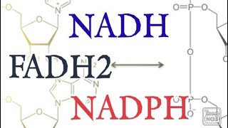 NADH FADH2 NADPH  Biochemistry [upl. by Malanie]