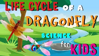 Life cycle of Dragonfly  Science for Kids [upl. by Tressa443]